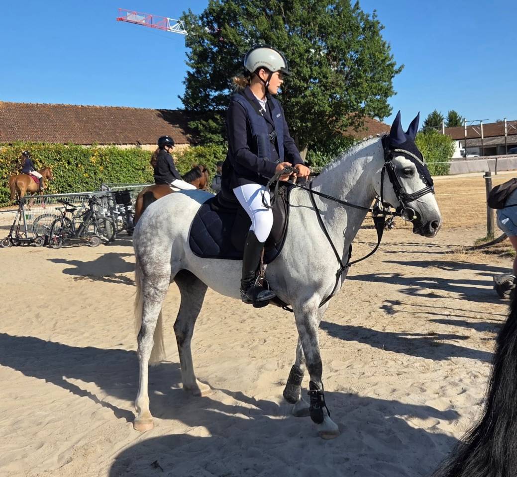 Merrie Welsh Pony (Section C) Te koop 2016 Schimmel ,  Orielton top secret GBR