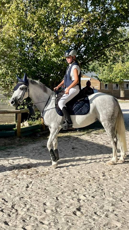 Merrie Welsh Pony (Section C) Te koop 2016 Schimmel ,  Orielton top secret GBR