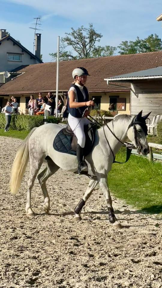 Merrie Welsh Pony (Section C) Te koop 2016 Schimmel ,  Orielton top secret GBR