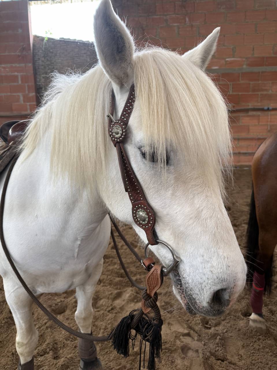 Merrie Camargue Te koop 2017 Wit