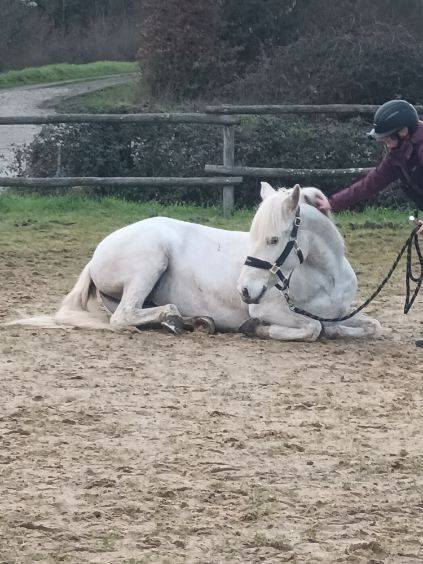 Merrie Camargue Te koop 2017 Wit