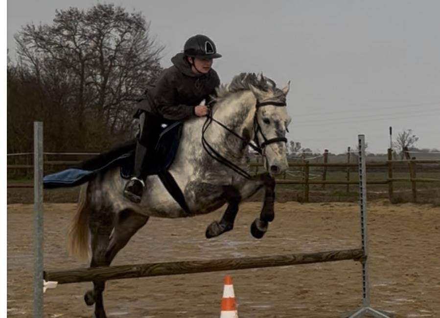 Ruin New Forest Te koop 2020 Schimmel ,  SNOOPY DES ETISSES