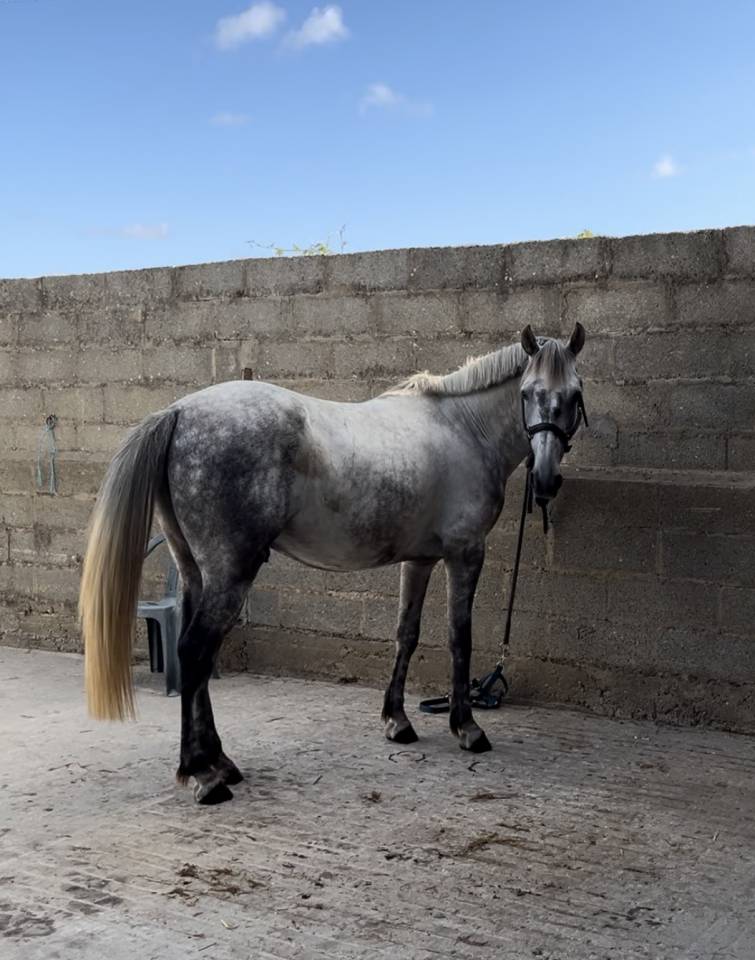Ruin New Forest Te koop 2020 Schimmel ,  SNOOPY DES ETISSES