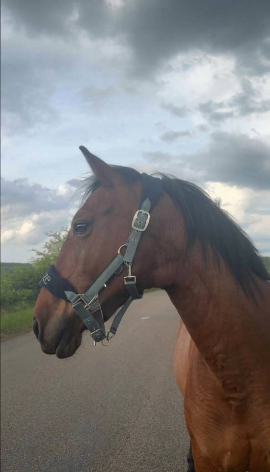 Merrie Ras onbekend Te koop 2019 Donker bruin / bai