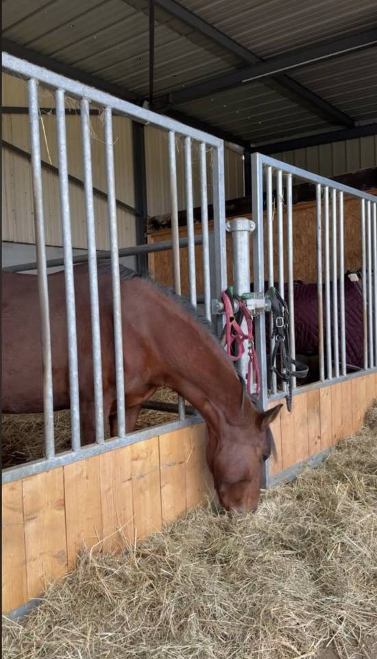 Merrie Ras onbekend Te koop 2019 Donker bruin / bai