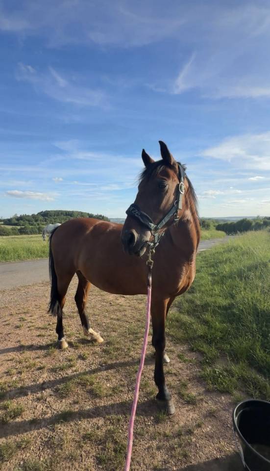 Merrie Ras onbekend Te koop 2019 Donker bruin / bai