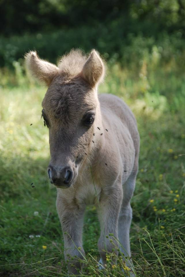 Veulen (vr) Shetland Te koop 2026 Muisgrijs