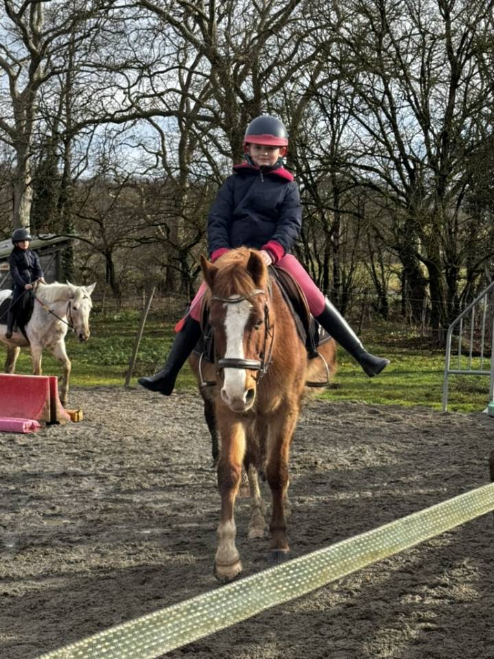 Ruin Welsh Partbred Te koop 2015 Vos ,  Mister Van Het Schaverdijke