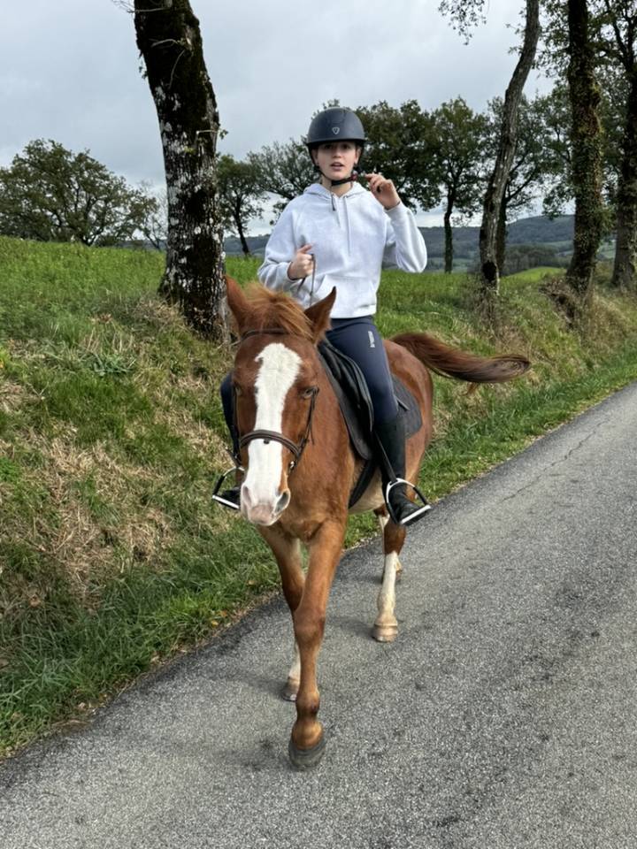 Ruin Welsh Partbred Te koop 2015 Vos ,  Mister Van Het Schaverdijke