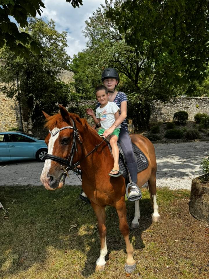 Ruin Welsh Partbred Te koop 2015 Vos ,  Mister Van Het Schaverdijke