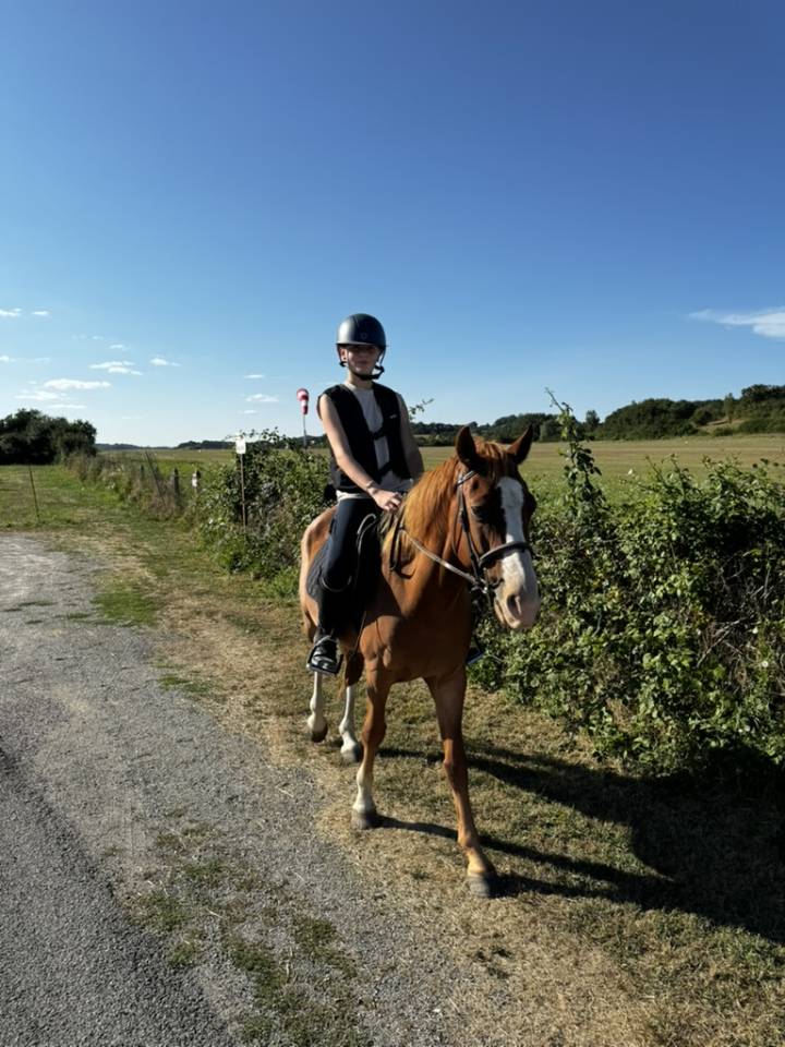 Ruin Welsh Partbred Te koop 2015 Vos ,  Mister Van Het Schaverdijke