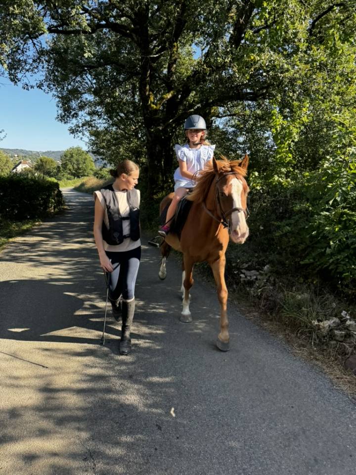 Ruin Welsh Partbred Te koop 2015 Vos ,  Mister Van Het Schaverdijke
