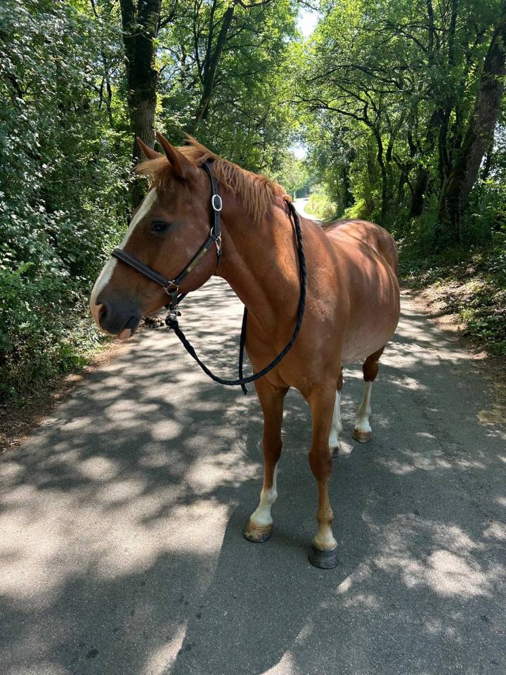 Ruin Welsh Partbred Te koop 2015 Vos ,  Mister Van Het Schaverdijke