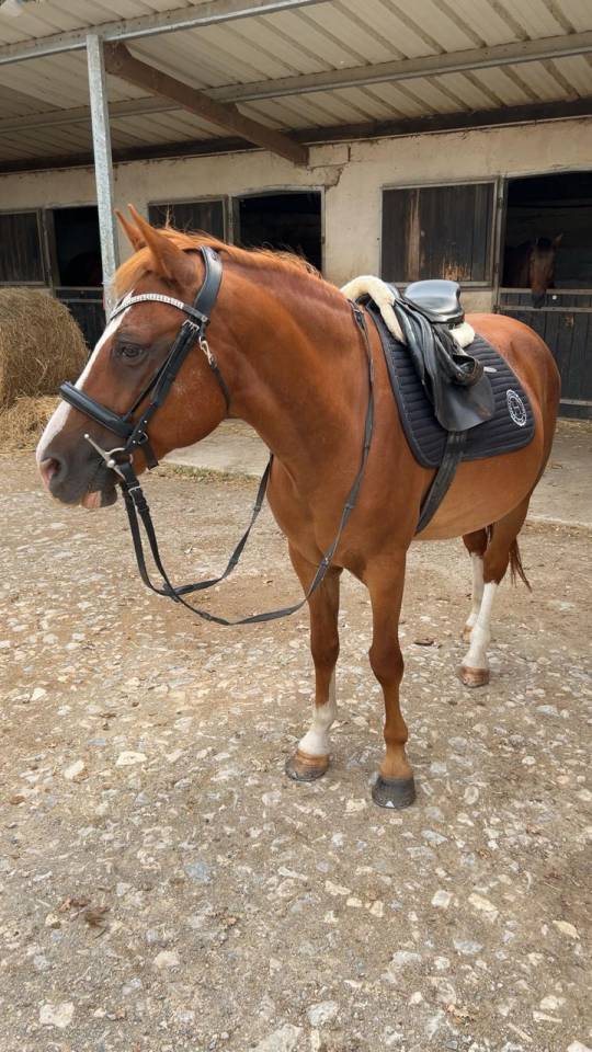 Ruin Welsh Partbred Te koop 2015 Vos ,  Mister Van Het Schaverdijke