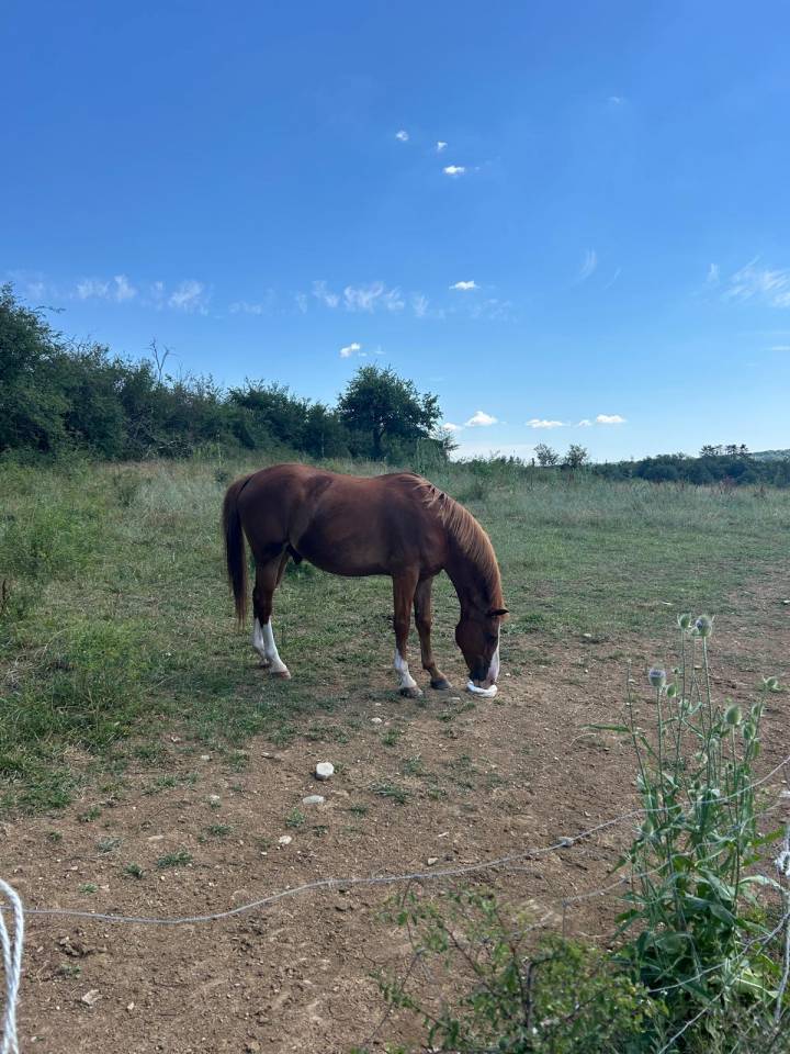 Ruin Welsh Partbred Te koop 2015 Vos ,  Mister Van Het Schaverdijke