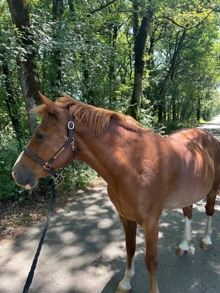 Ruin Welsh Partbred Te koop 2015 Vos ,  Mister Van Het Schaverdijke