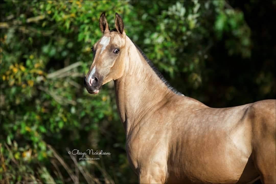 Merrie Akhal-Teke Te koop 2017 Isabel