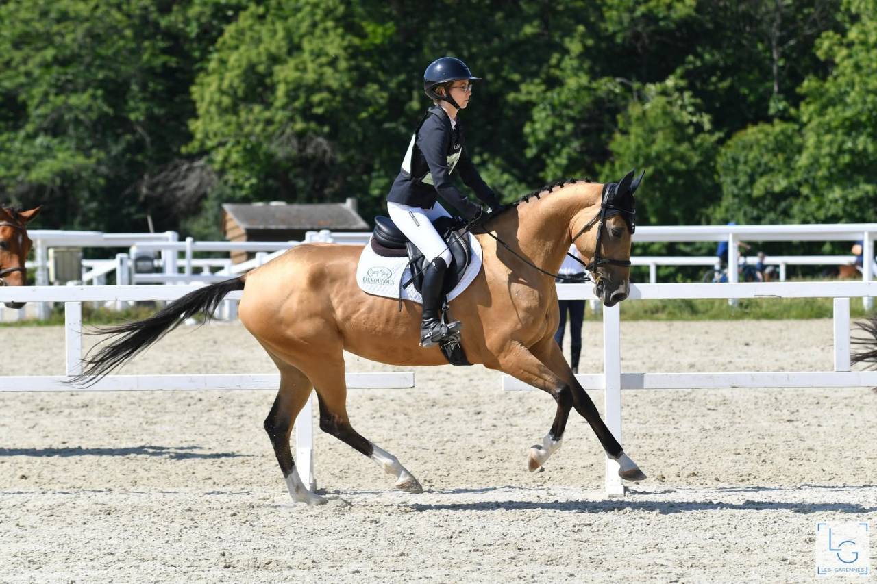 Merrie Akhal-Teke Te koop 2017 Isabel