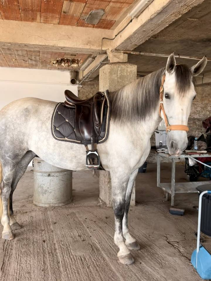 Merrie PRE Puur Ras Spaans Te koop 2019 Schimmel