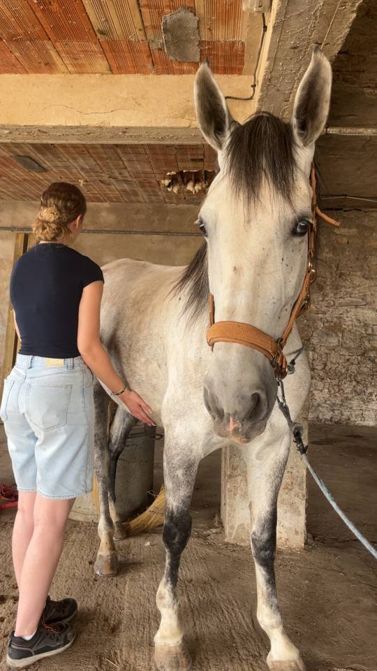 Merrie PRE Puur Ras Spaans Te koop 2019 Schimmel