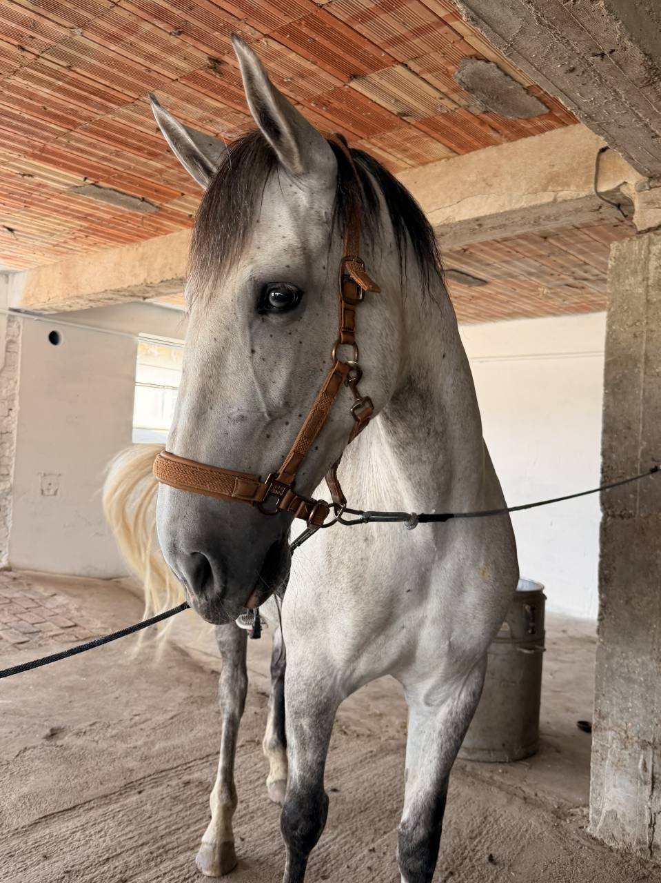 Merrie PRE Puur Ras Spaans Te koop 2019 Schimmel