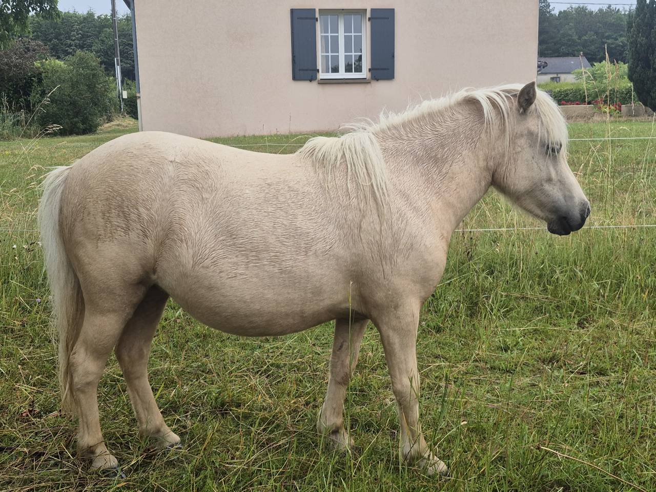 Veulen (vr) Shetland Te koop 2024 Palomino