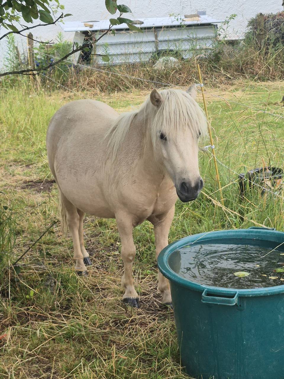 Veulen (vr) Shetland Te koop 2024 Palomino