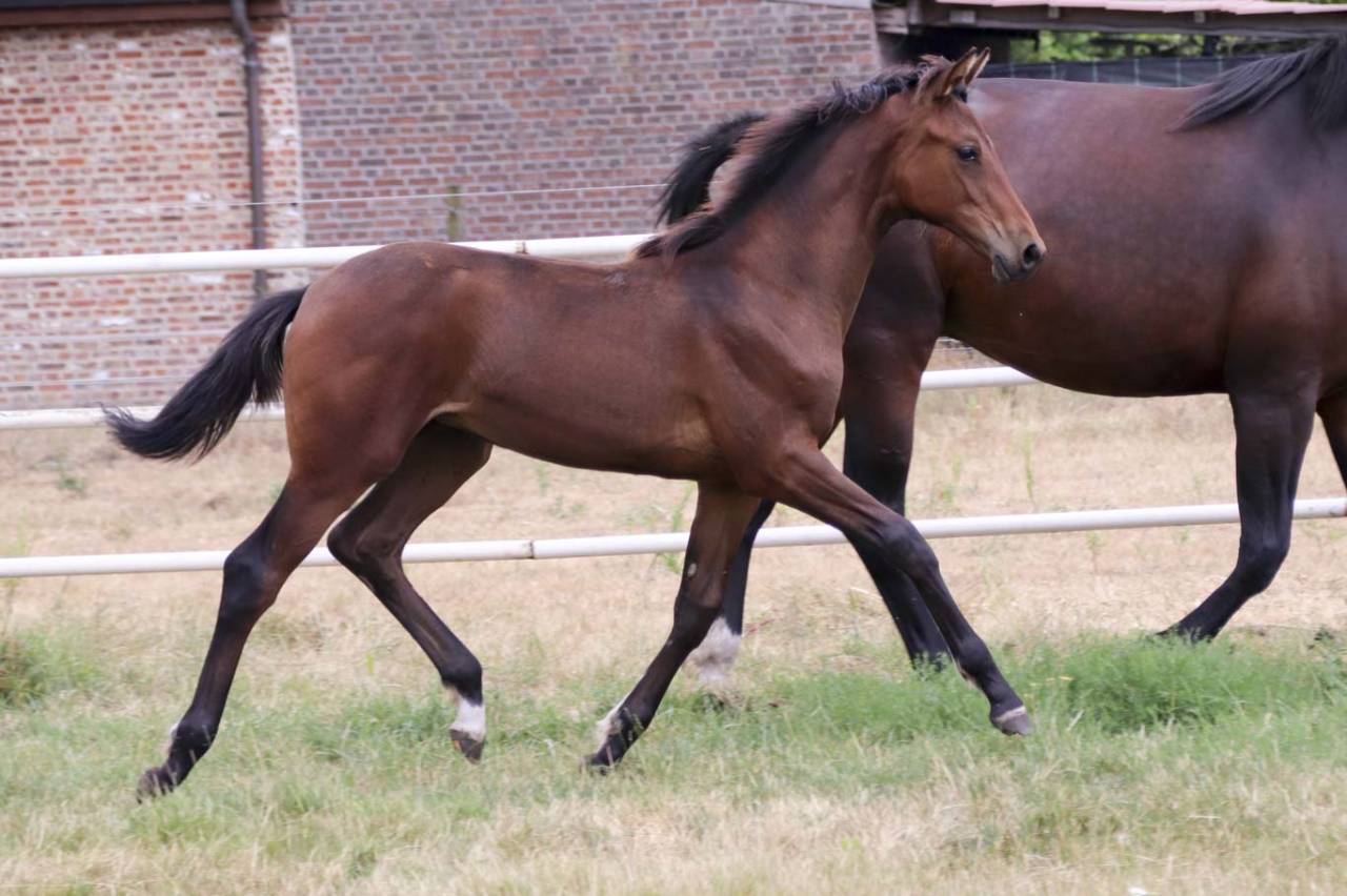 Merrie KWPN Nederlands sportpaard Te koop 2026 Bruin / Bai ,  Dutch Dream