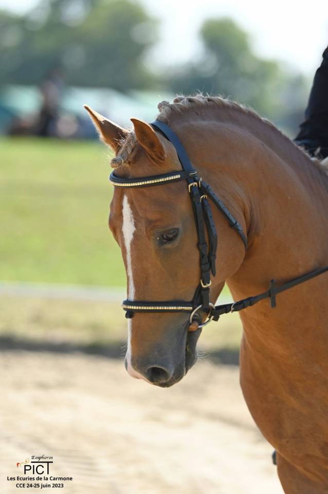 Dekhengst New Forest Te koop 2019 Lichte manen en staart