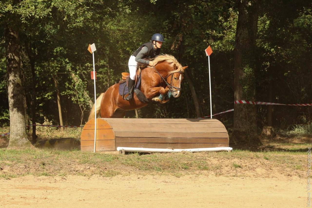 Dekhengst New Forest Te koop 2019 Lichte manen en staart