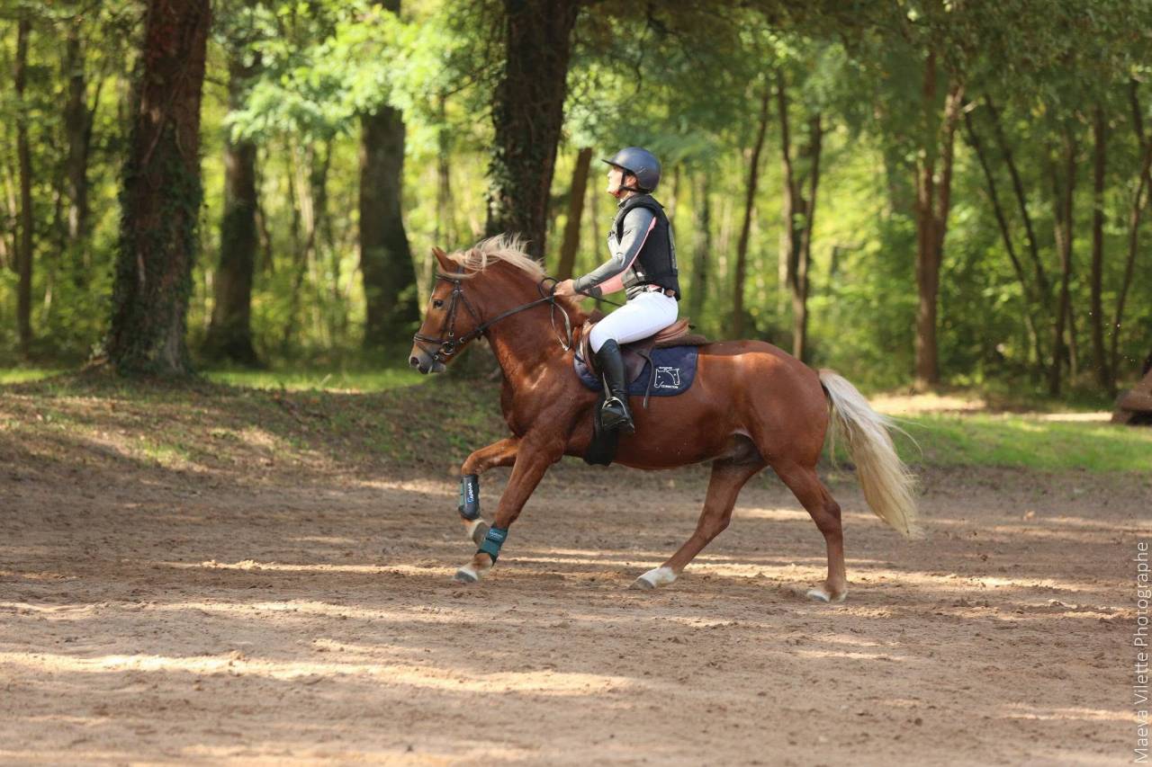 Dekhengst New Forest Te koop 2019 Lichte manen en staart