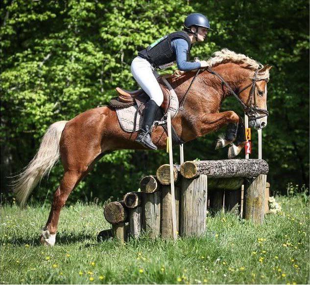 Dekhengst New Forest Te koop 2019 Lichte manen en staart