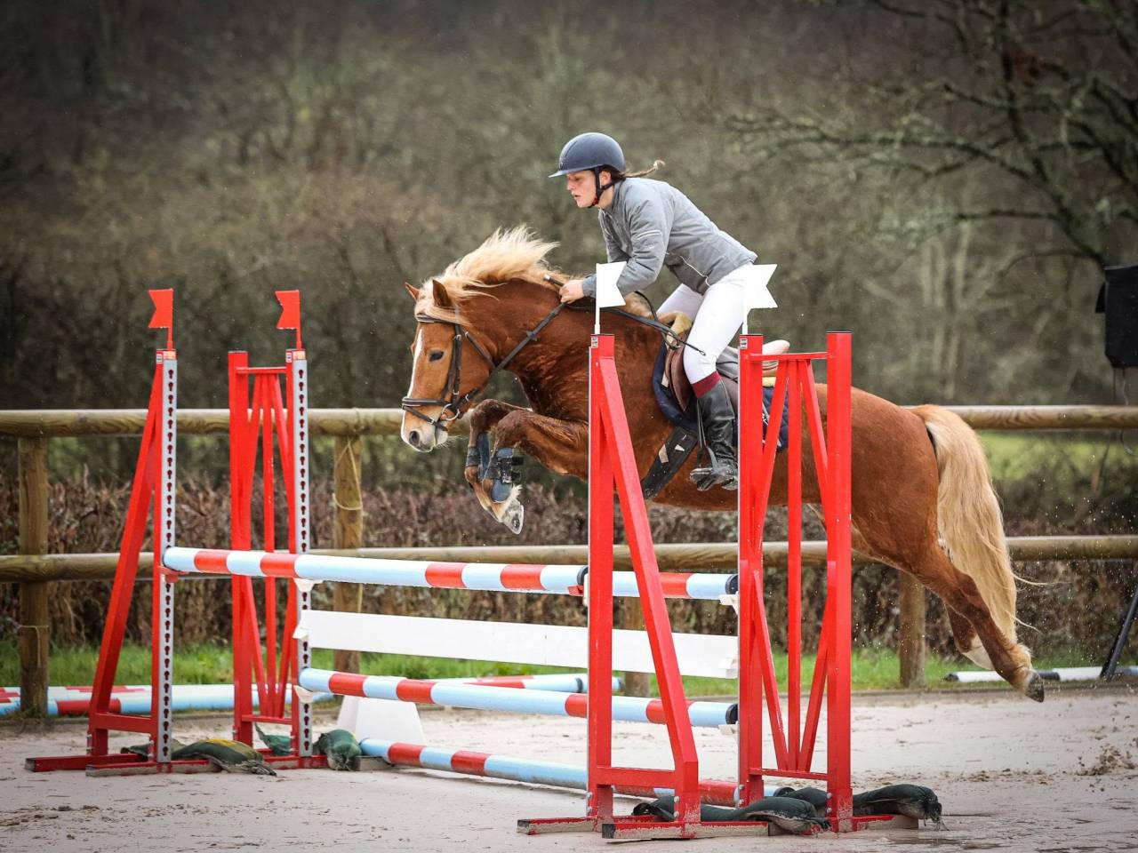 Dekhengst New Forest Te koop 2019 Lichte manen en staart