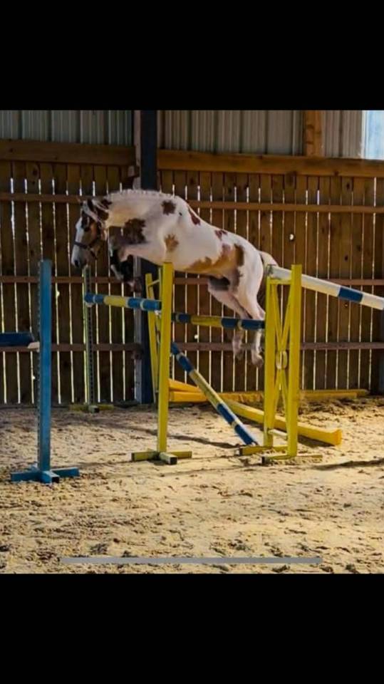 Ruin Andere pony rassen Te koop 2021 Bont