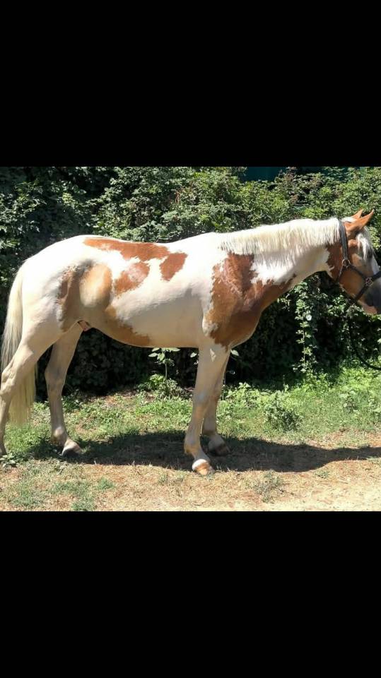 Ruin Andere pony rassen Te koop 2021 Bont