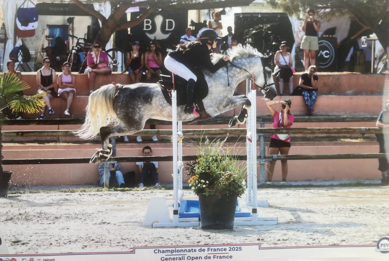 Merrie Franse rijpony PFS Te koop 2017 Schimmel