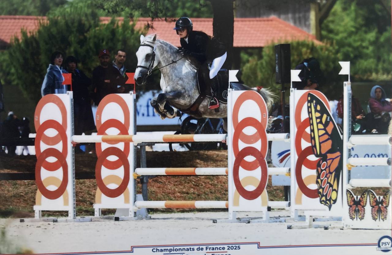 Merrie Franse rijpony PFS Te koop 2017 Schimmel