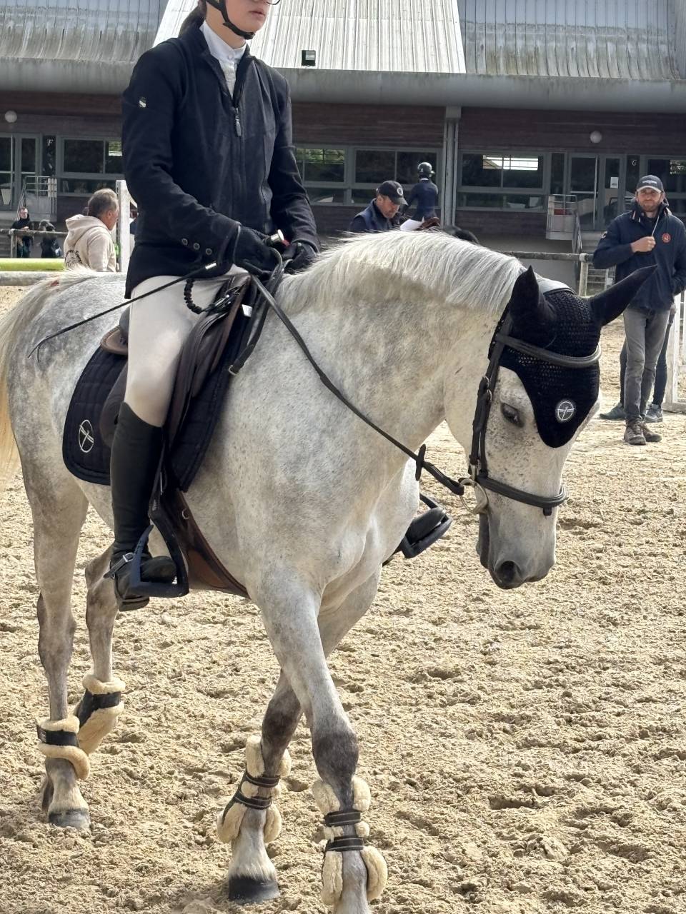 Merrie Franse rijpony PFS Te koop 2017 Schimmel