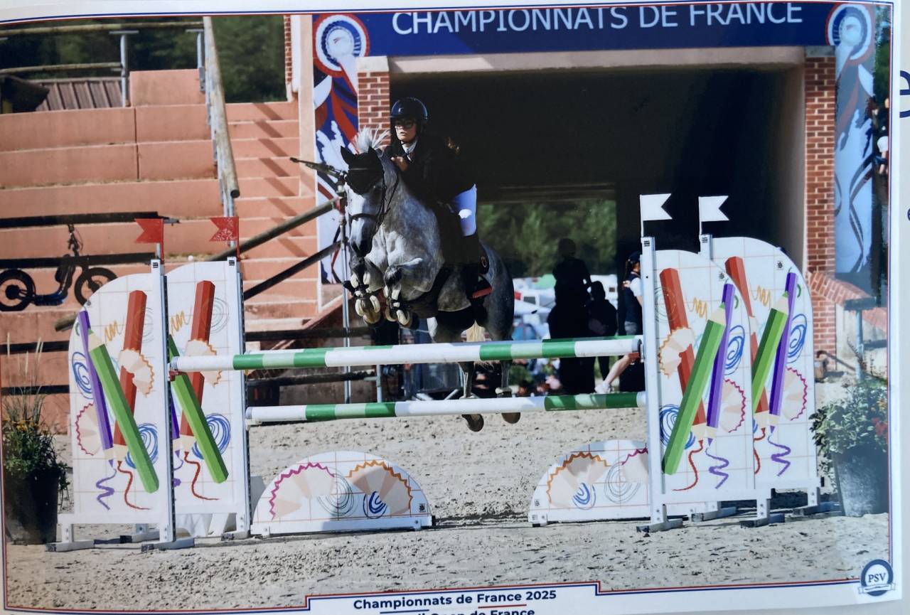 Merrie Franse rijpony PFS Te koop 2017 Schimmel