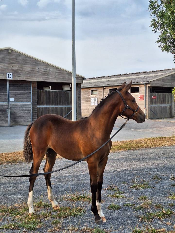 Ruin Franse rijpony PFS Te koop 2021 Donker bruin / bai