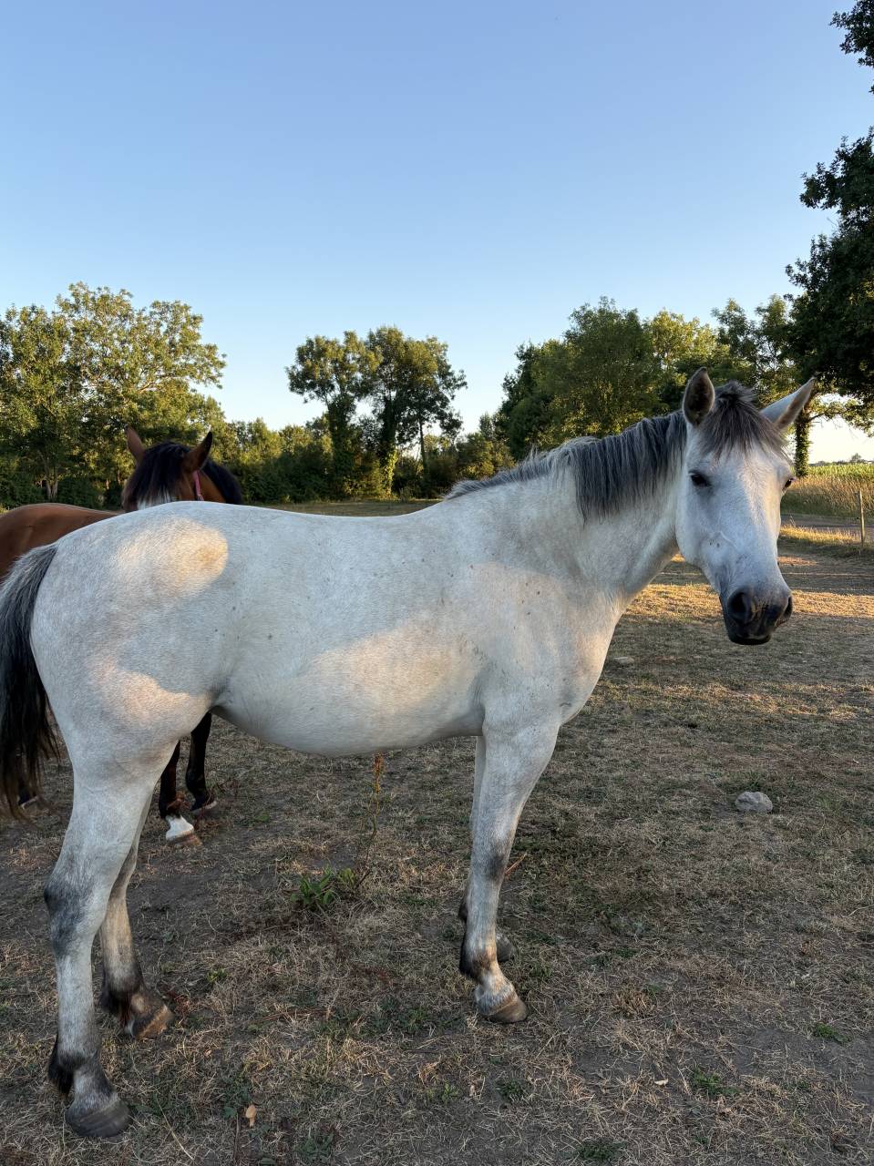 Ruin Franse rijpony PFS Te koop 2021 Donker bruin / bai