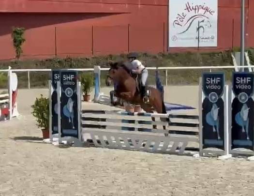 Ruin Franse rijpony PFS Te koop 2021 Donker bruin / bai