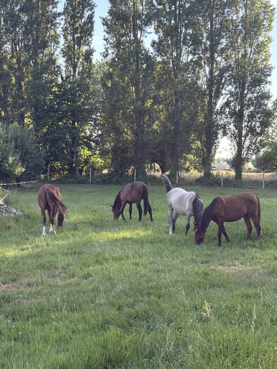 Ruin Franse rijpony PFS Te koop 2021 Donker bruin / bai