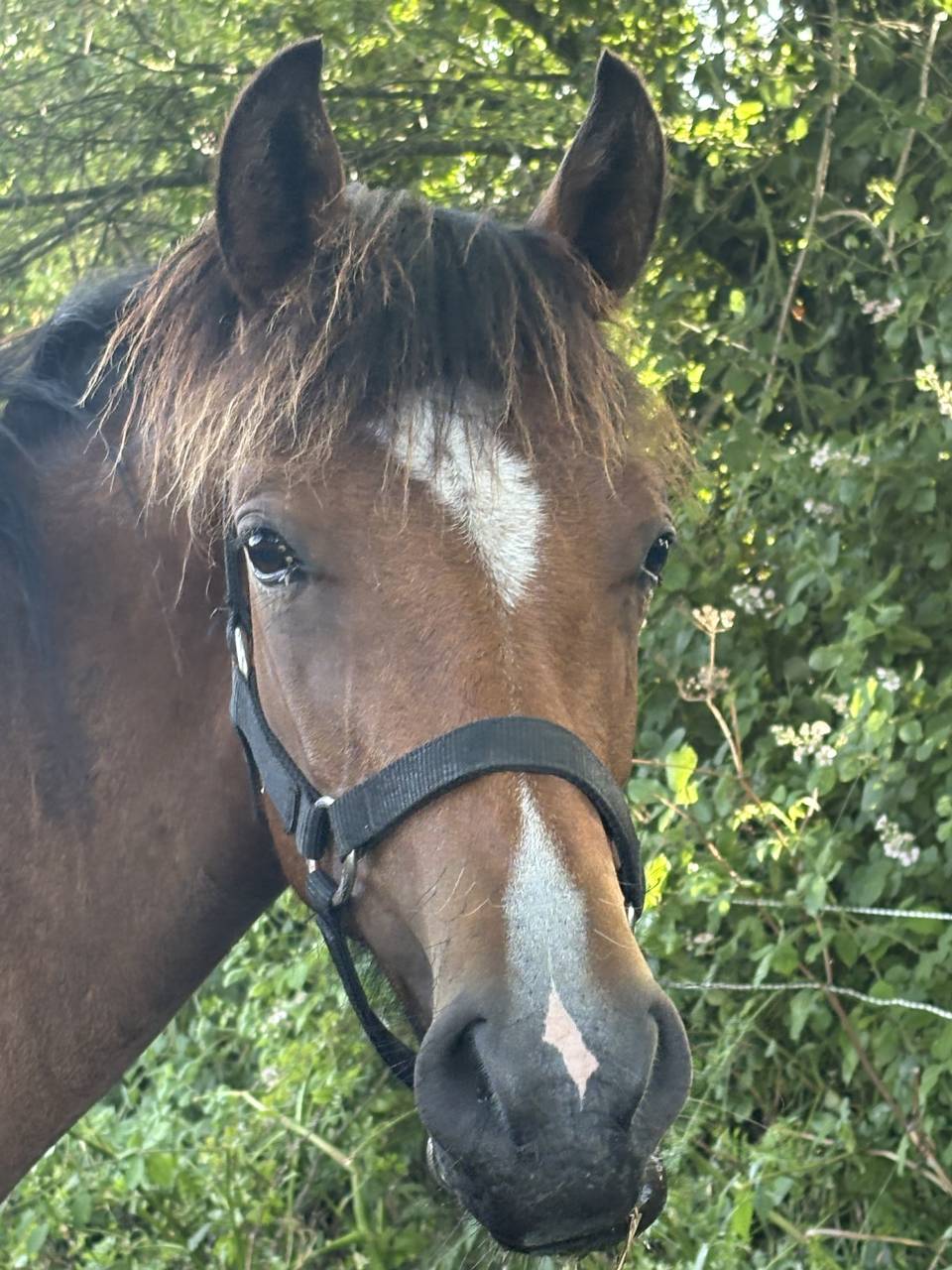 Ruin Franse rijpony PFS Te koop 2021 Donker bruin / bai
