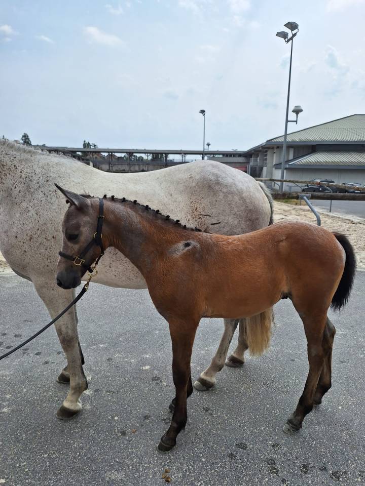 Ruin Franse rijpony PFS Te koop 2021 Donker bruin / bai