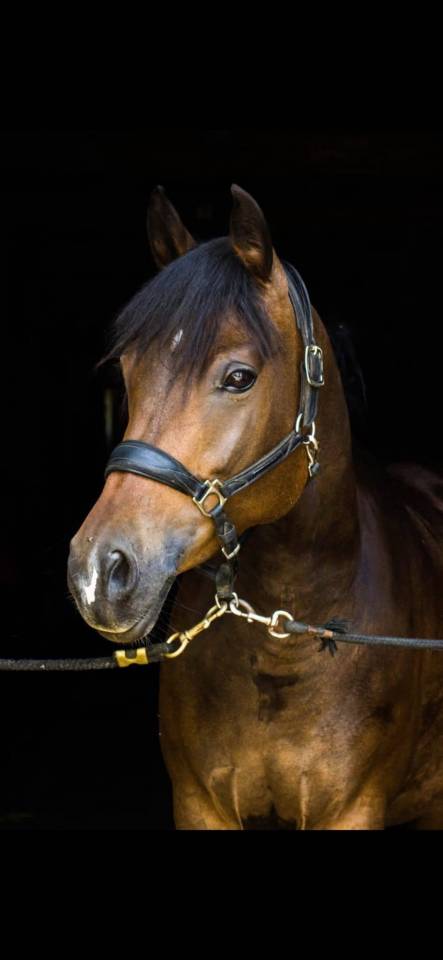 Merrie Franse rijpony PFS Te koop 2015 Bruin / Bai