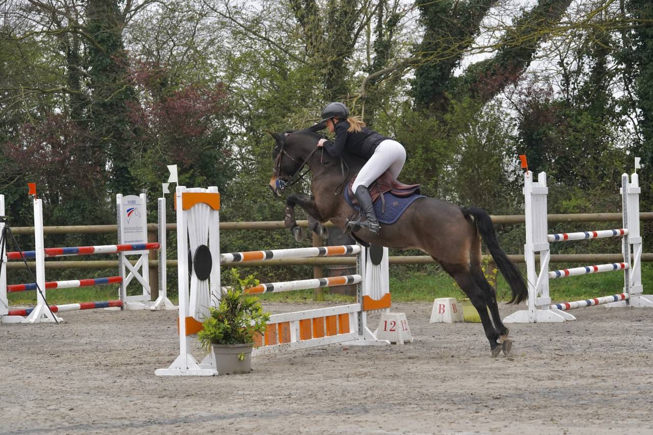 Merrie Franse rijpony PFS Te koop 2015 Bruin / Bai