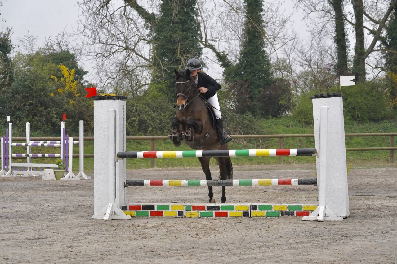 Merrie Franse rijpony PFS Te koop 2015 Bruin / Bai