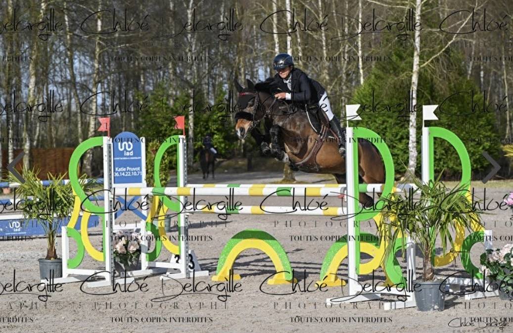 Merrie Franse rijpony PFS Te koop 2015 Bruin / Bai