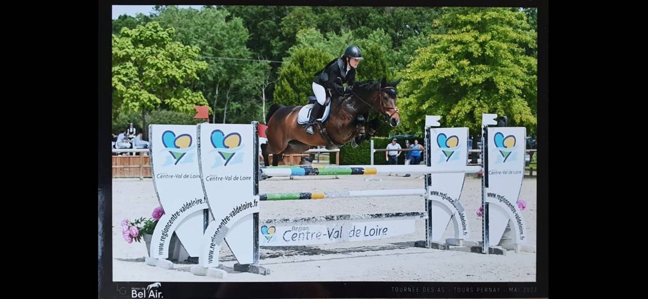 Merrie Franse rijpony PFS Te koop 2015 Bruin / Bai